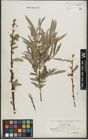 Foto von Salix purpurea L. x Salix viminalis L.